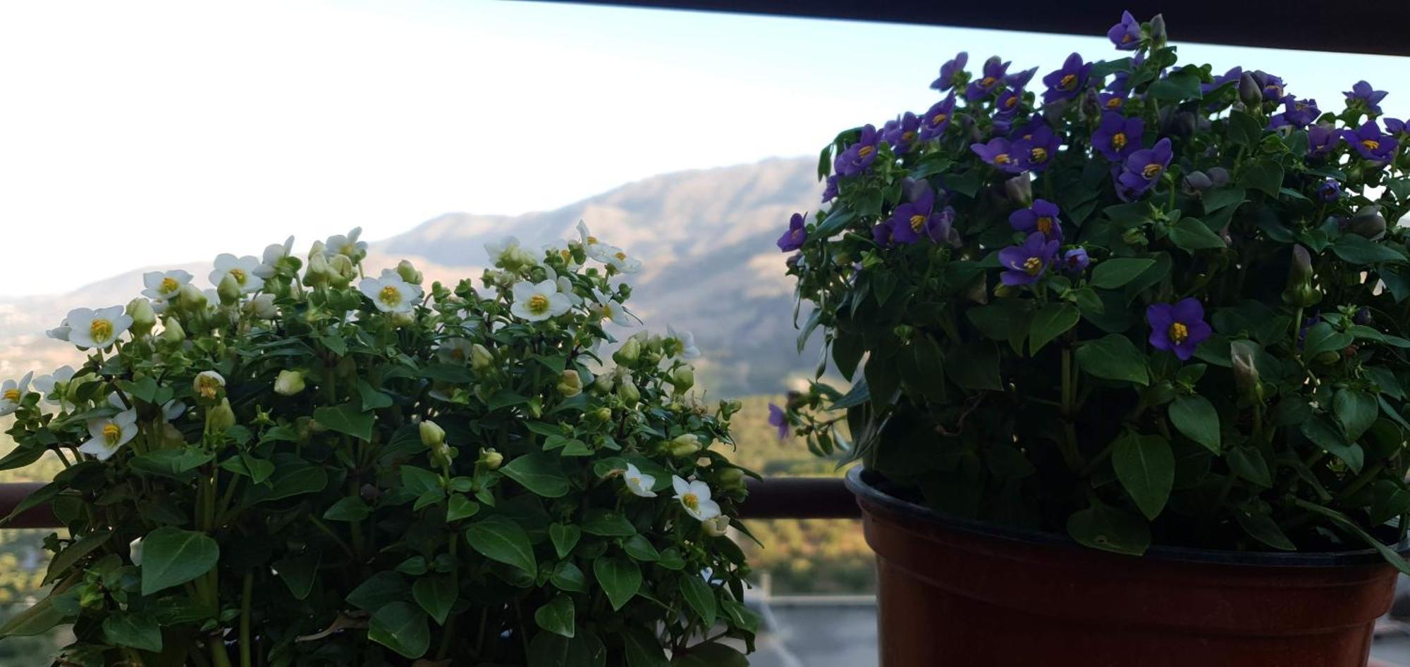 Apartmán Jasmine - Morfi Village Exopoli