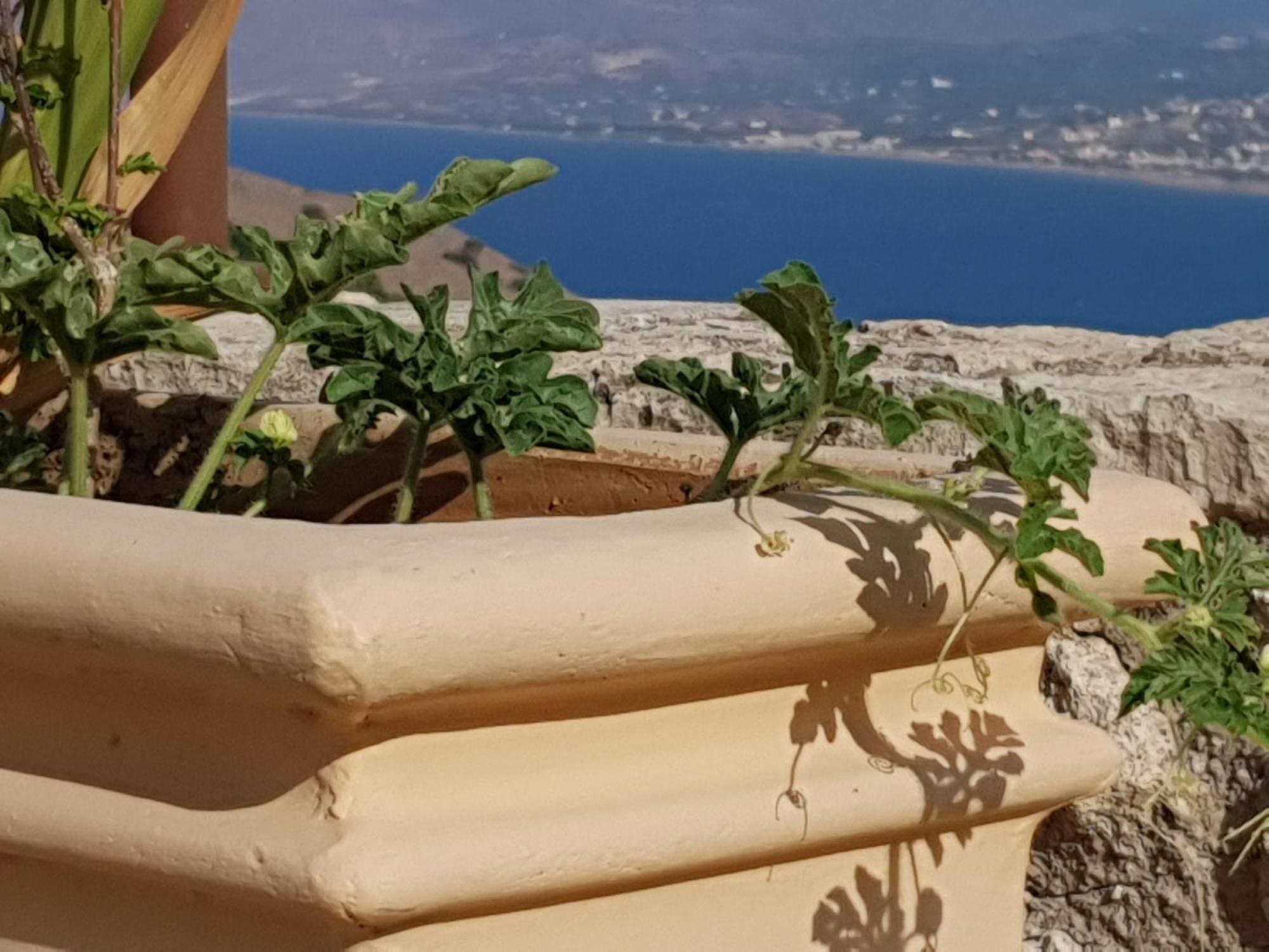 Apartmán Jasmine - Morfi Village